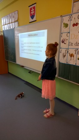 Bradáč malý - Nancy